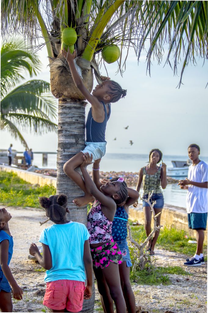 Kids climbing a coconut tree